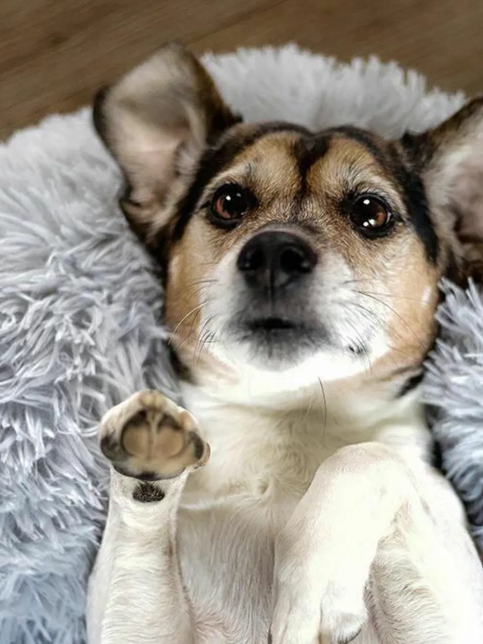 Wahre Tierliebe Haustierbett Fluffy aus Teddy, in verschiedenen Größen