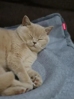 Hoopo Katzenbett Flip