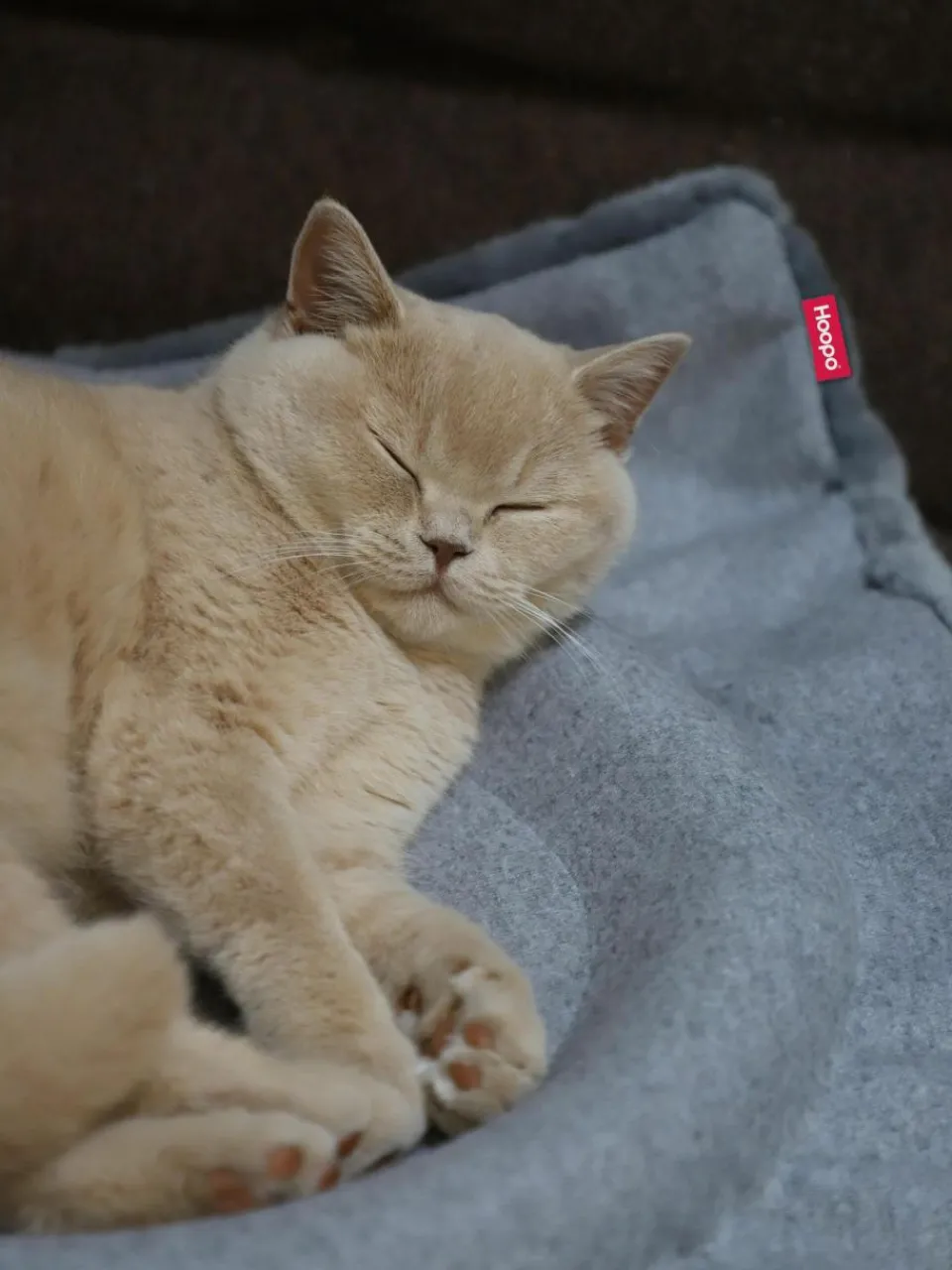 Hoopo Katzenbett Flip