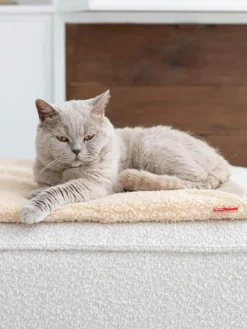 Hoopo Teddy-Katzendecke Tri