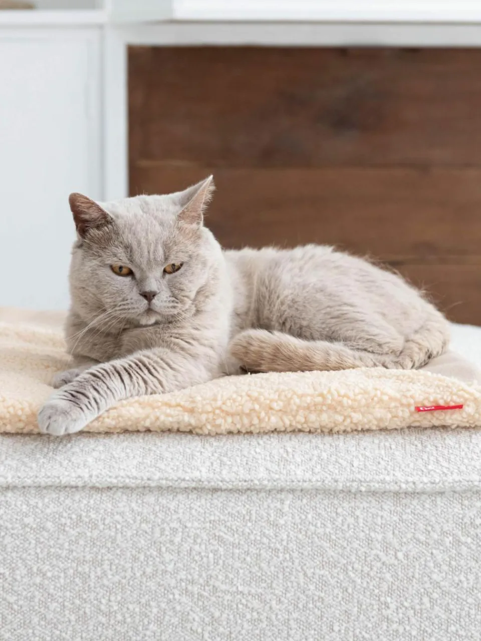 Hoopo Teddy-Katzendecke Tri