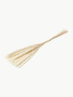 Cooee Design Trockenblumen Pampas